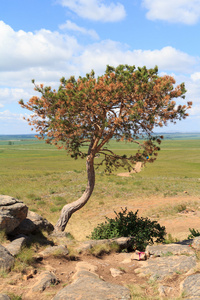 歪脖子树的图片