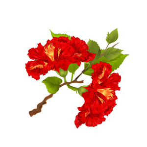芙蓉红科热带花白色背景复古植物矢量图编辑手上画