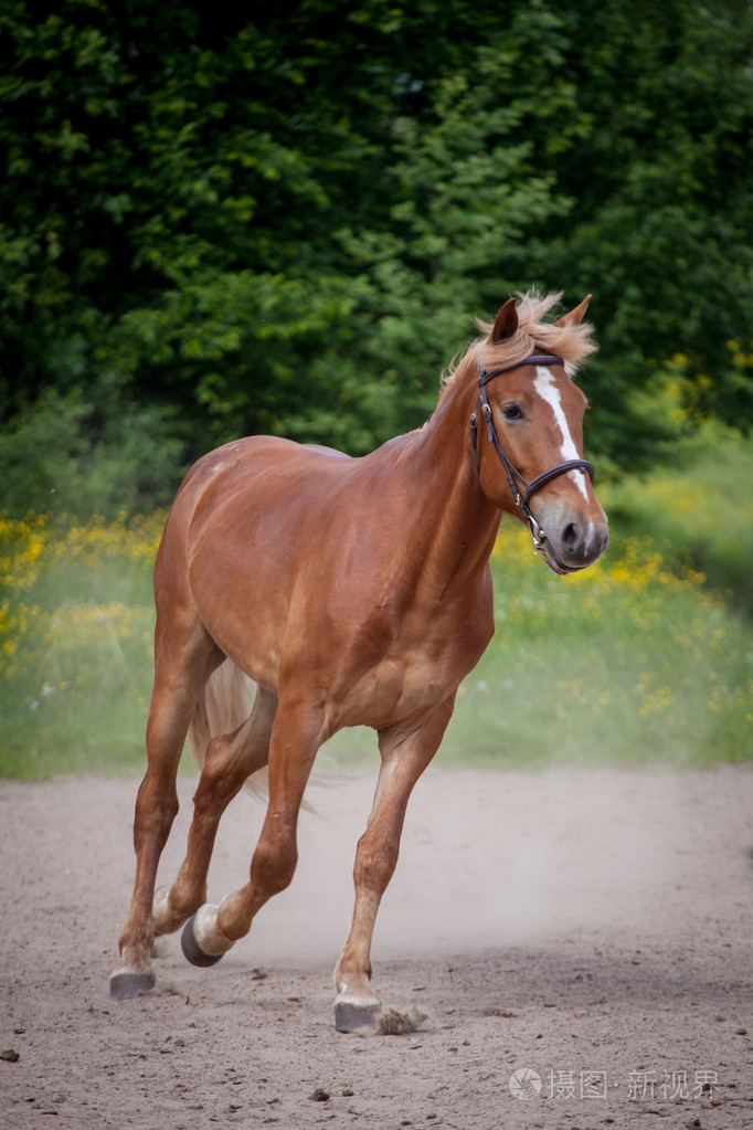 红马跑到绿色的草地上