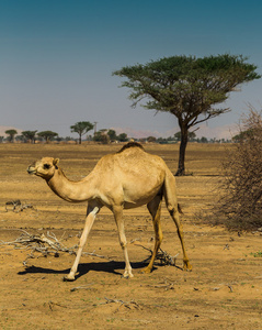 与骆驼沙漠景观