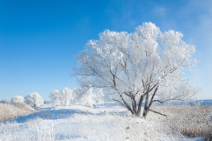 冬天的太阳霜.冷.