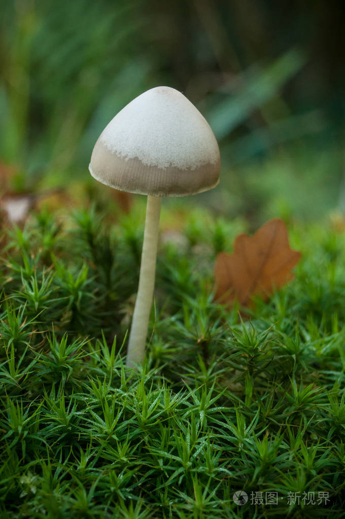 f小蘑菇在森林里