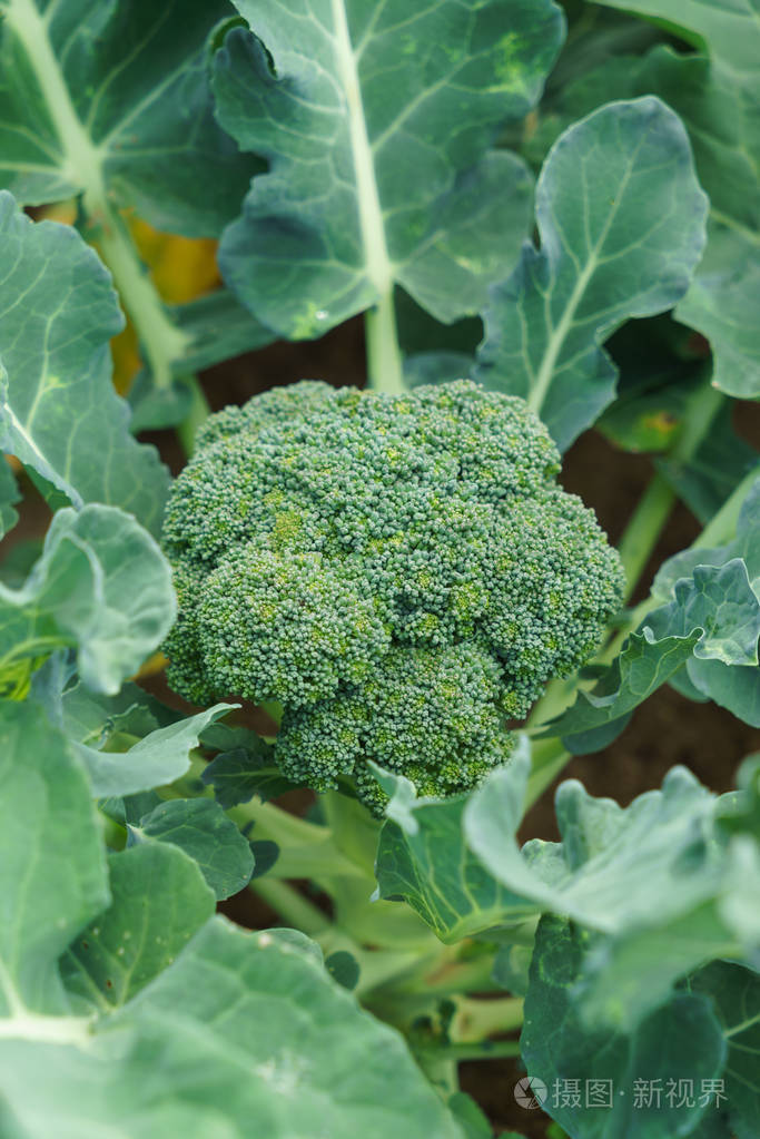 西兰花植物生长