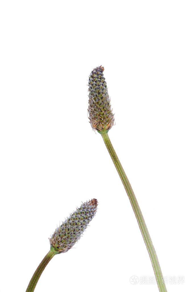 Ribwort 绽放