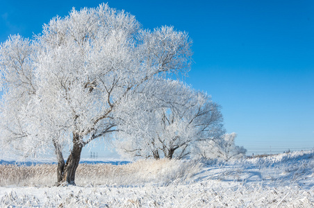 冬天的太阳霜。冷。在温度降至冰点以下时在地面或其他表面形成的小白冰晶的沉积物