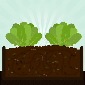 芝麻菜树和堆肥照片