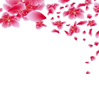 樱花鲜花背景。樱花孤立的白色背景。中国新的一年