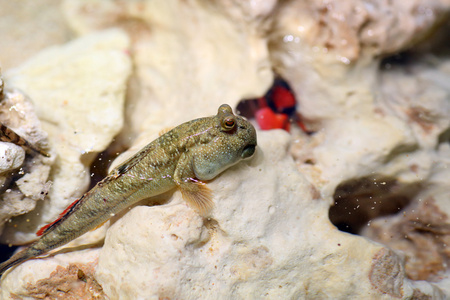 禁止弹涂鱼 periophthalmus argentilineatus 在西表岛，日本