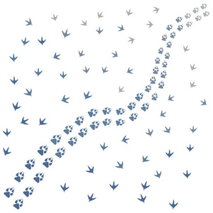 哺乳动物和鸟类脚印痕迹野生动物跟踪步骤野生自然剪影矢量无缝的爪印