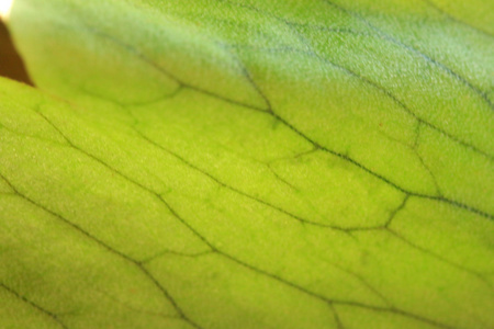 绿色蕨类植物图片