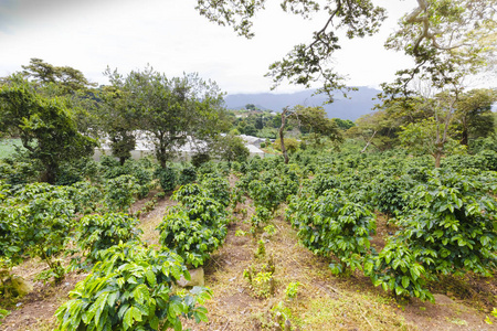 咖啡种植园巴约 boquete 省奇巴拿马