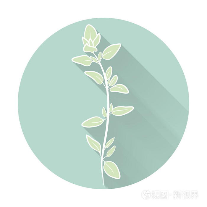 插画 矢量新鲜百里香香草.