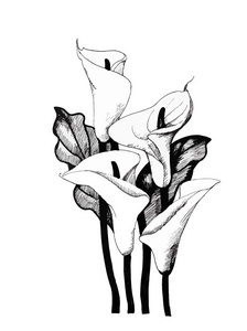 马蹄莲莉莉花香,黑白插图背景照片