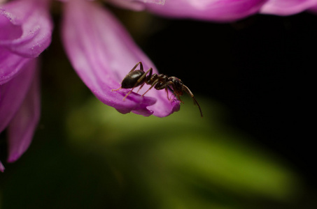上一条粉色的黑蚂蚁叶子