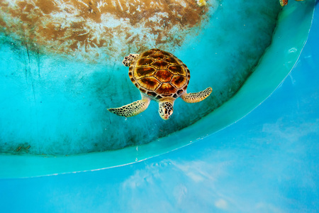 成年海龟游池中的海龟保护研究图片