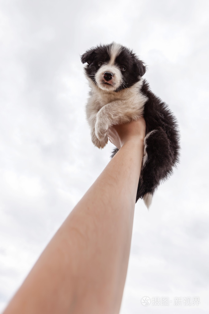 可爱的小狗边境牧羊犬户外举起他的手臂上