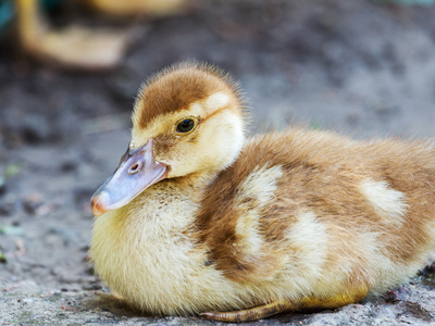 可爱小黄色小鹅,选择性软焦点照片