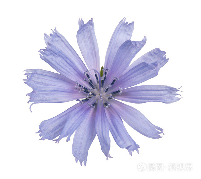菊苣花照片 正版商用图片0ddvwy 摄图新视界 菊苣花照片 正版商用图片0ddvwy 摄图新视界
