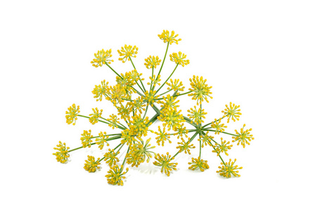 野生茴香花图片 野生茴香花素材 野生茴香花插画 摄图新视界