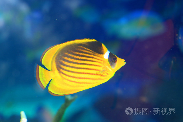 蓝鳞蝶鱼(半鱼)