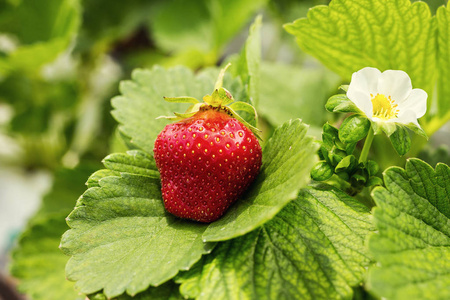 工业增长的草莓，无土栽培草莓行人工林，生长在温室里，草莓田，室内的草莓农场，里面的新鲜草莓栽培草莓