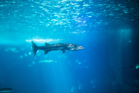 鱼缸剪影海洋大型鱼缸里的大鱼.里斯本水族馆照片