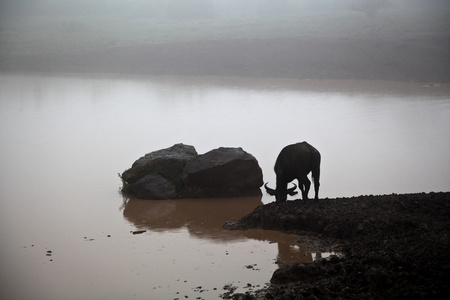 非洲水牛 safari 在肯尼亚