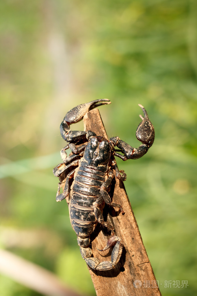 蝎子潘迪纳斯帝国