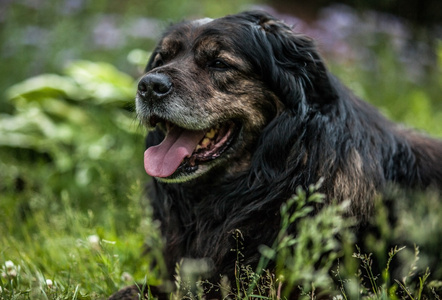 黑色的大狗在户外休息。安全哨兵高加索牧羊犬