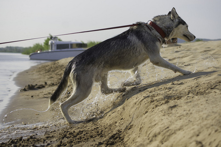 伏尔加斯基狗游出到银行照片
