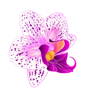紫色和白色的兰花蝴蝶兰朵美丽的花特写孤立复古矢量的可编辑图