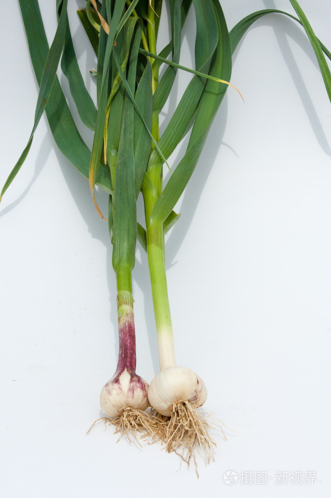 大蒜大蒜不是成熟的叶茎上强烈气味刺鼻味道灯泡用作调料在烹饪和草药