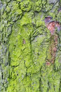 木材纹理与绿色的青苔