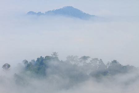 海雾与森林作为前景色的