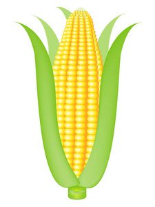在白色背景上的玉米
