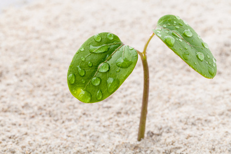 关闭了年轻植物生长在春天的时候上的雨滴。乞求