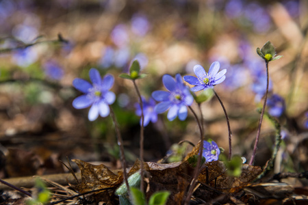 雪花莲