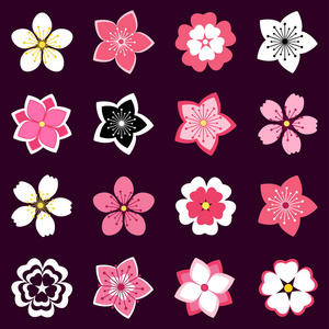 樱花虾皮图图片