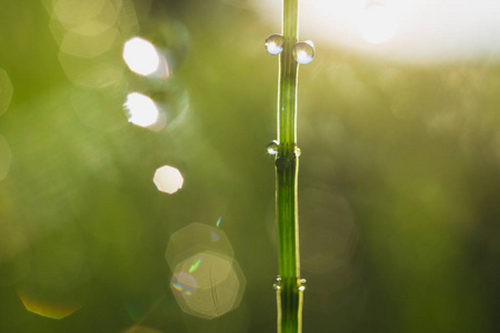 特写的水落在阳光下的绿草茎