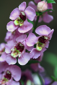 Angelonia goyazensis 花家庭玄参科