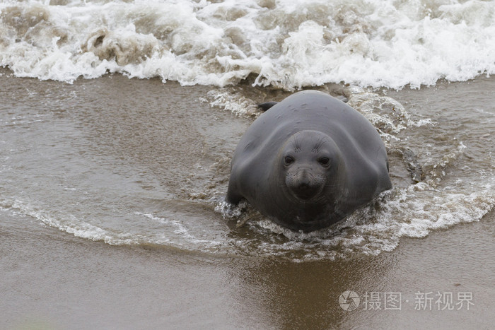 大象海豹天鹅海豹