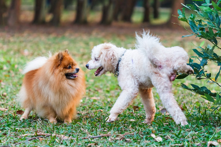 贵宾犬做要宣布其领土在博美犬的符号图片