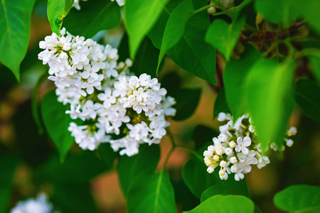 白丁香鲜花