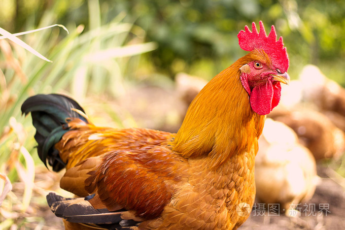 美丽的公鸡和母鸡自然背景