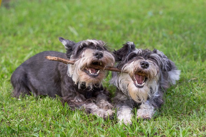 两个迷你雪纳瑞狗玩一个粘在一起在草地上
