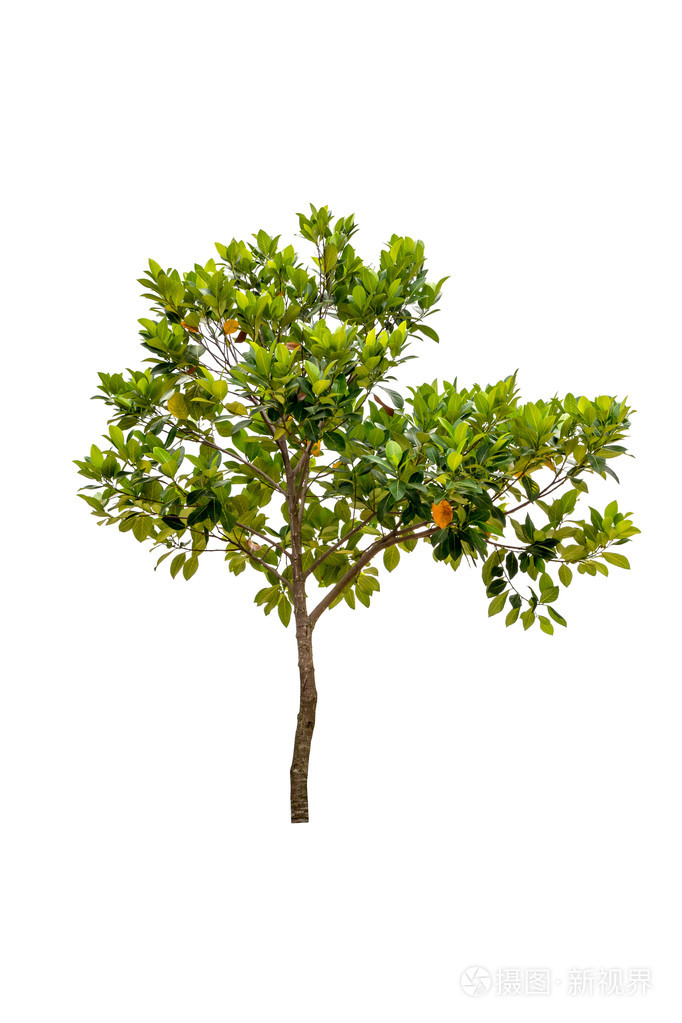 菠萝蜜树