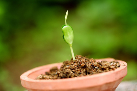 年轻的新芽新生命照片