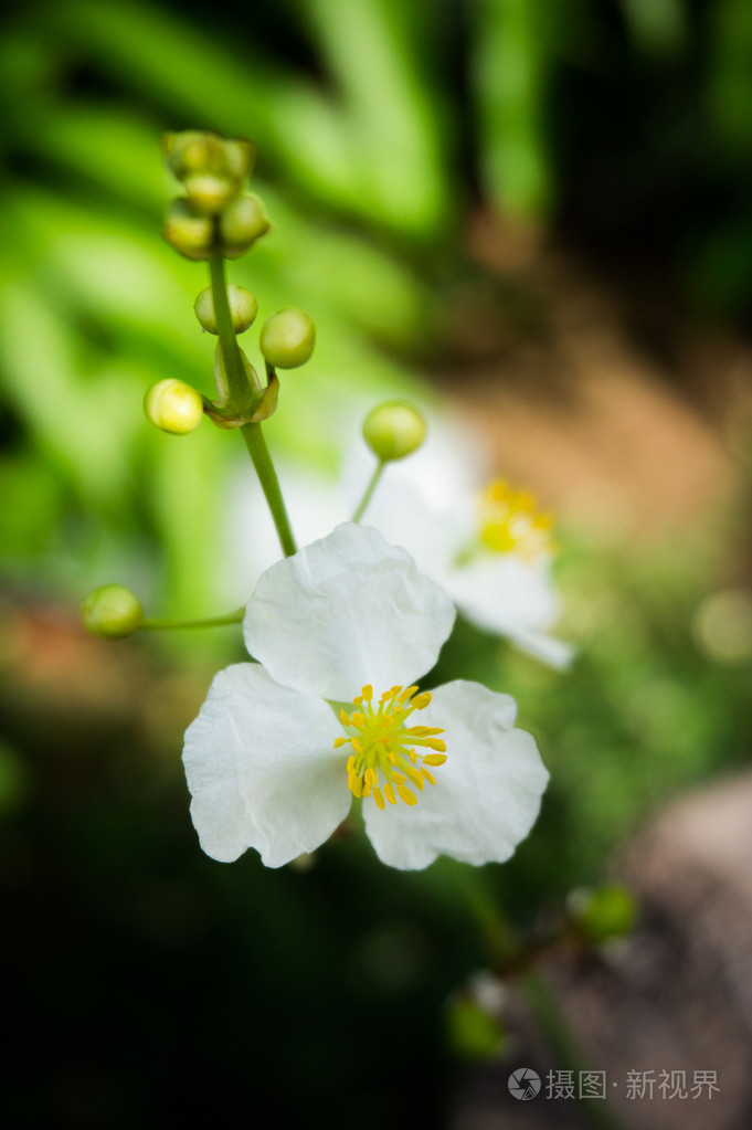 水生植物白花
