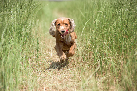 年轻小狗的狗英国可卡犬在草地上运行时