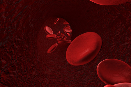 红细胞血管